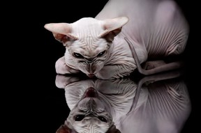 开云官方网页登录-网球训练科技化设备正式投入使用，网球训练器品牌推荐