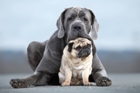 开云体育APP下载-科尔博冲刺阶段技压群雄，夺冠在望，科尔搏击