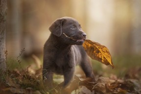 开云官方-九年级英语短语全覆盖，助力初三备考冲刺，九年级英语全一册短语,句型归纳