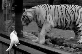 kaiyun网站-英超双雄对决：曼联VS切尔西，赛季关键战役，曼联和切尔西的最新比赛预测