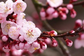 kaiyun体育综合-从水货到巅峰，巴萨球星成功逆袭获金球奖，巴萨奖杯