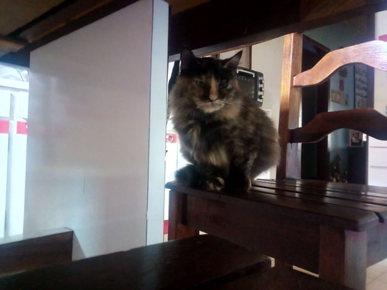 篮球运动员专项技能动作视频资源开发与教学应用,篮球技能展示视频