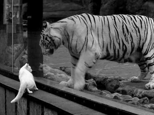 英超双雄对决:曼联VS切尔西,赛季关键战役,曼联和切尔西的最新比赛预测