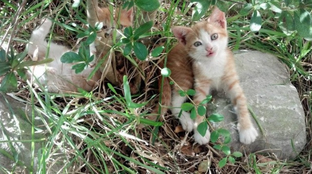 中国男篮建立更完整的技术评估体系，中国男篮水平如何