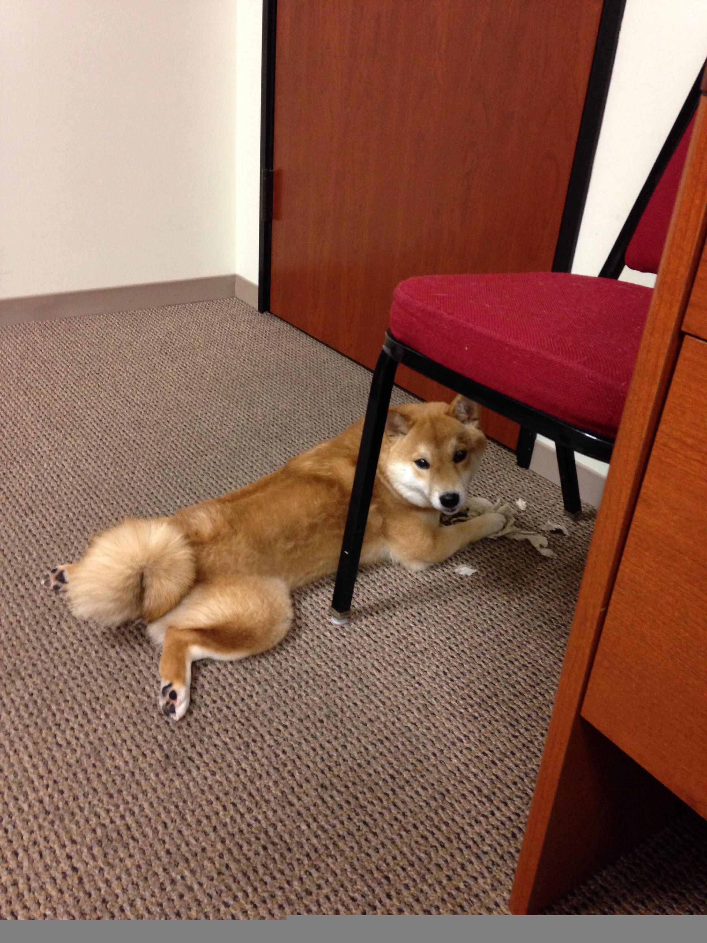 五大联赛是否引入节奏识别辅助决策系统提升战术反应