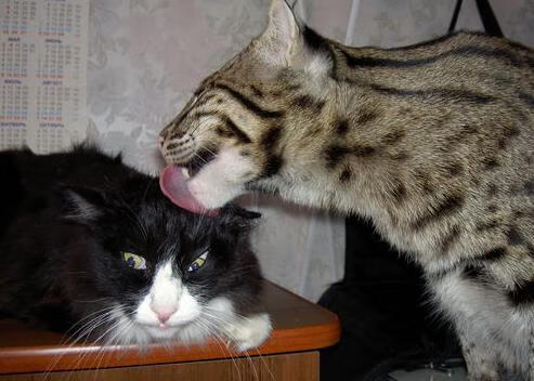 高校体育社团数量持续增长学生积极参与,学校体育类社团