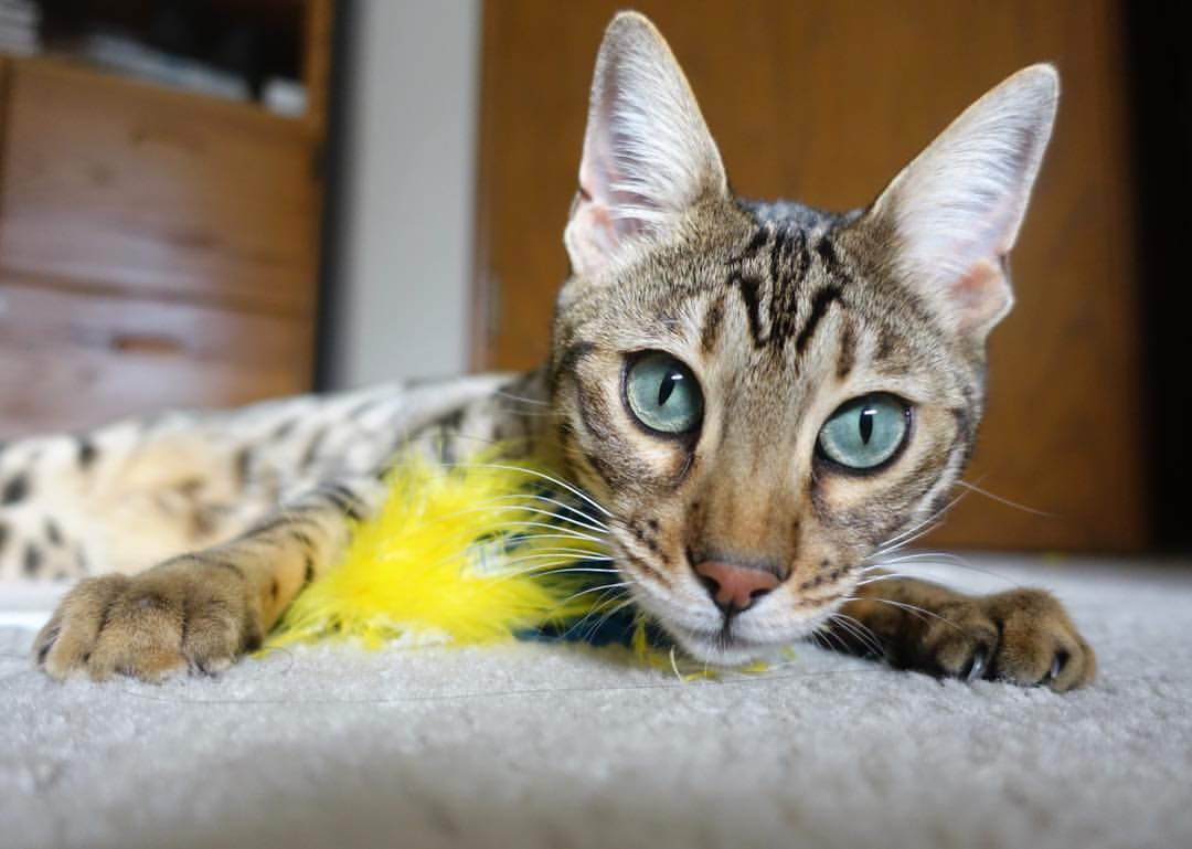 美洲杯明星争霸：激情、拼搏不停歇！，美洲杯选手