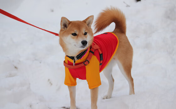 蝶泳冲刺荷兰选手爆发力十足，蝶泳系列教程