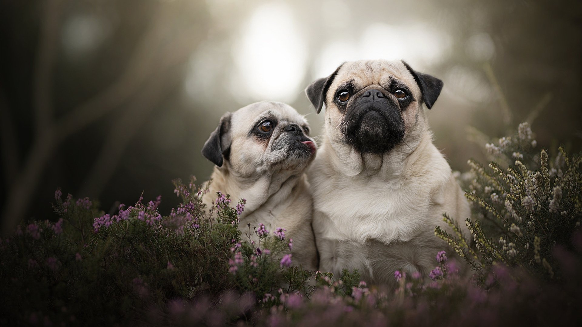 足球青训项目纳入地方财政支持体系稳定发展基础，足球青训政策