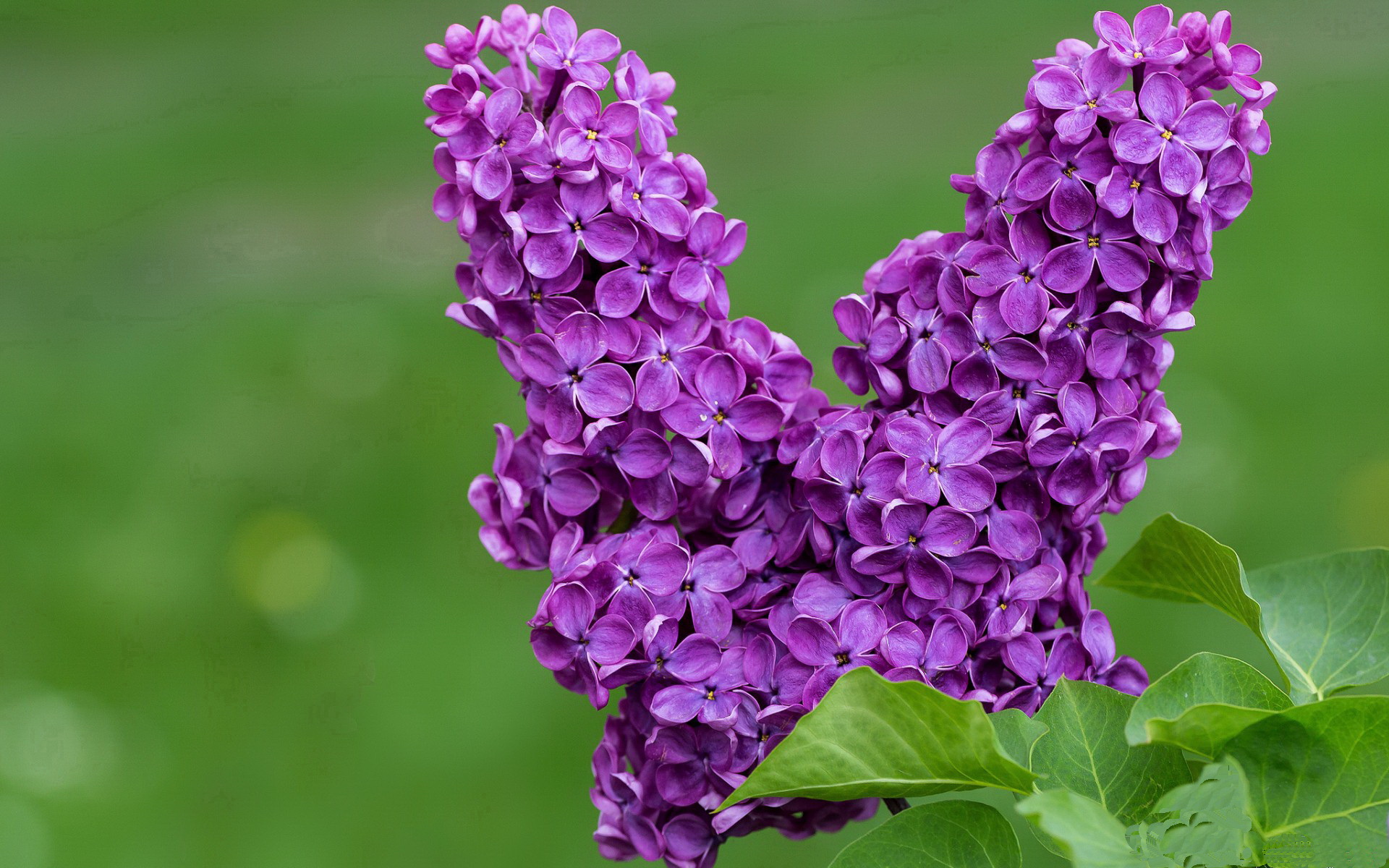 28岁登贝莱金球背后,梅西是重要催化剂,足球登贝莱