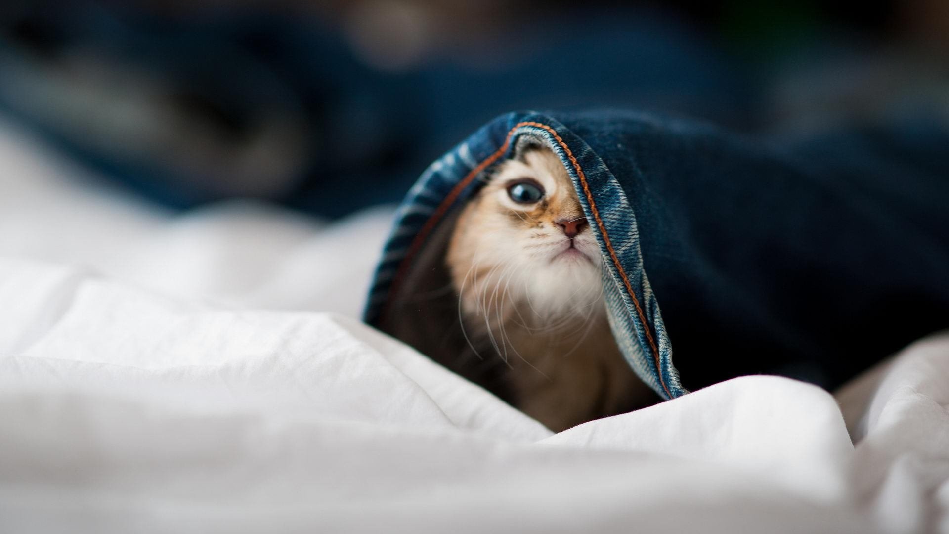 中国篮球的赞助商管理策略分析,中国篮球队的赞助商有哪些