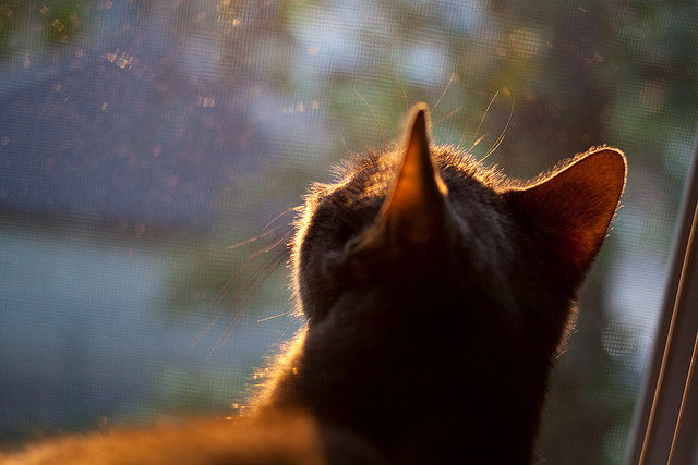 中国足球青训体系构建分阶段成长路径，中国的足球青训体系