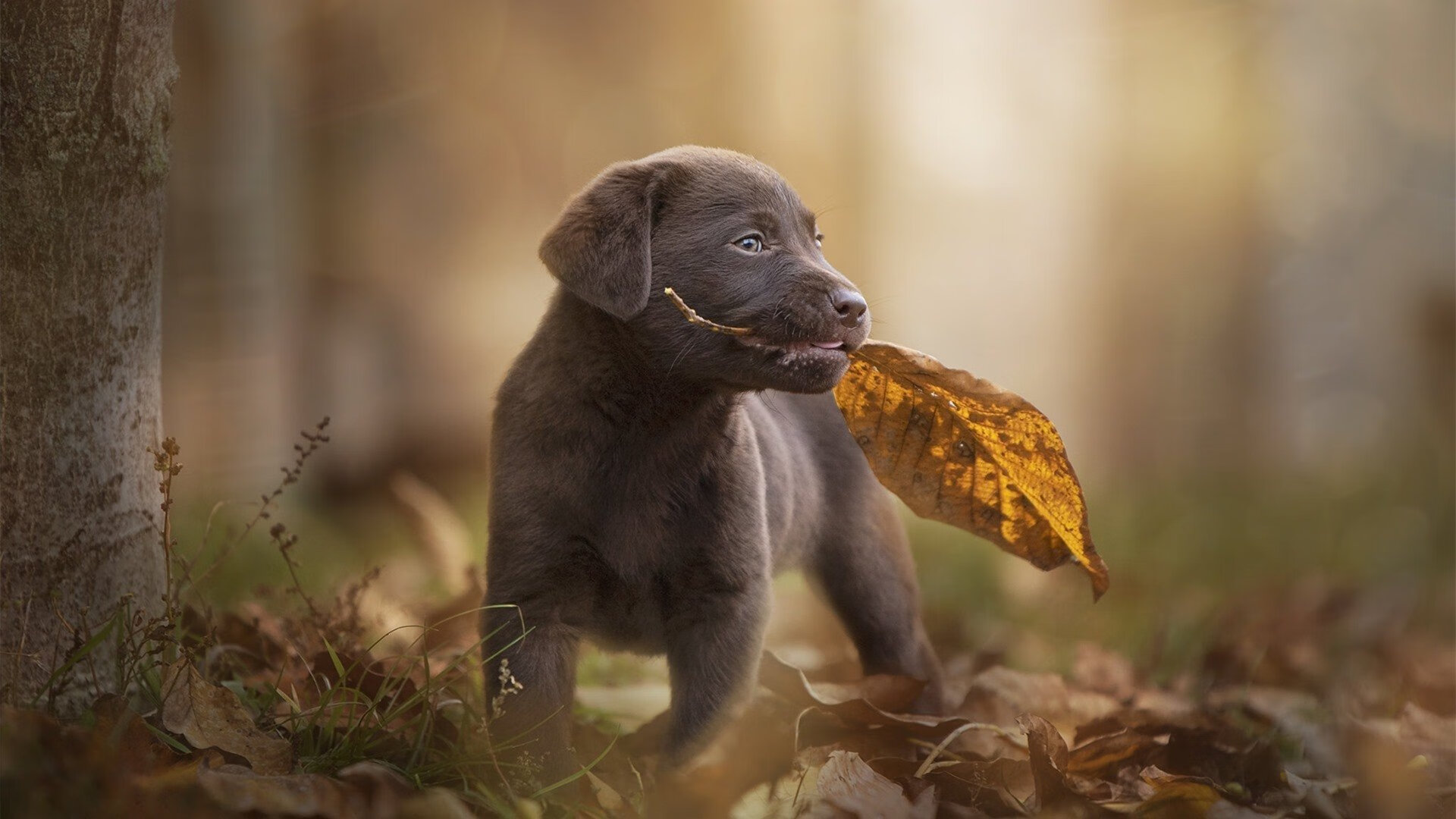 九年级英语短语全覆盖，助力初三备考冲刺，九年级英语全一册短语,句型归纳