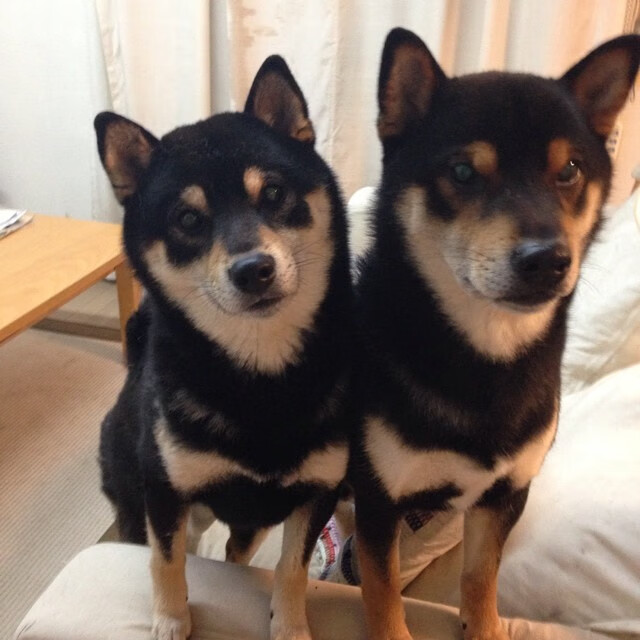 五大联赛德比大战收视率居高不下，五大联赛国家德比是哪两支球队